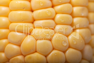 Pattern of fresh sweet corn