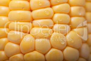 Pattern of fresh sweet corn