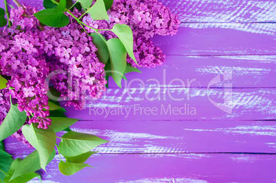 Lilac branch of lilac with green leaves on a purple wooden backg