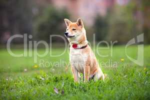 Young shiba inu sits in the park