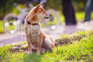 Young shiba inu sits in the park