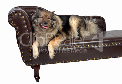 Wolfsspitz Hund auf einem braunen Chippendal Sofa