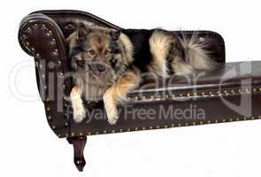 Wolfsspitz Hund auf einem braunen Chippendal Sofa