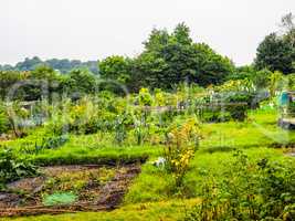 HDR Allotment garden (community garden)