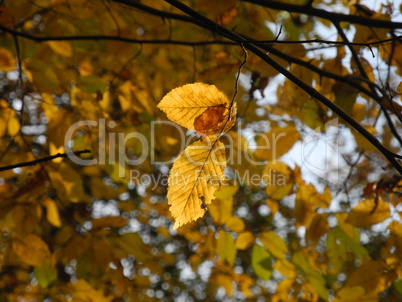 Buchenzweig im Herbst