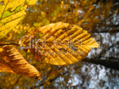 Buchenzweig im Herbst