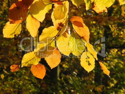 Buchenzweig im Herbst