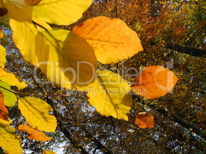 Buchenzweig im Herbst