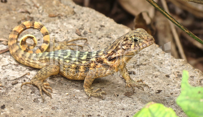 Eidechse sitzt auf grünen Blatt in Varadero, Kuba