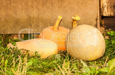 Group of three orange pumpkin on the grass