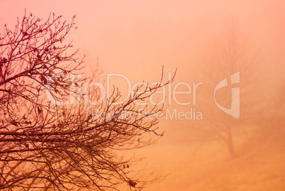 Brunches silhouette with foggy autumn forest background