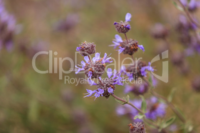 Purple clusters of flowers on the Cleveland sage