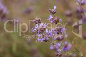 Purple clusters of flowers on the Cleveland sage