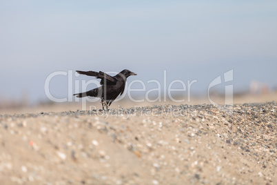 Black raven bird flies across a marsh