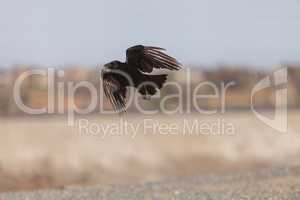 Black raven bird flies across a marsh