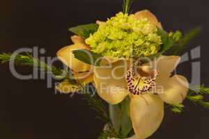 Green, white and red Cymbidium orchid