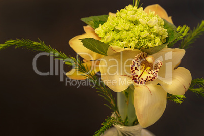 Green, white and red Cymbidium orchid