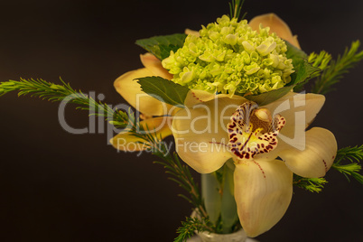 Green, white and red Cymbidium orchid