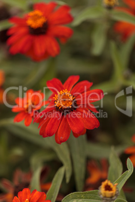 Red orange cosmos daisy