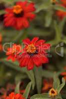 Red orange cosmos daisy