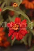 Red orange cosmos daisy