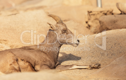 Desert Bighorn sheep, Ovis canadensis