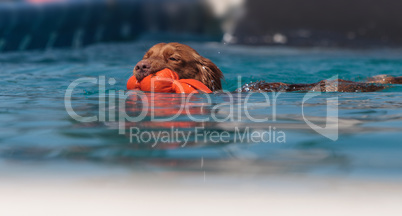 Golden retriever swims with a toy