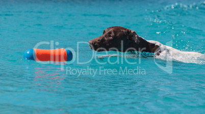 German shorthaired pointer swims