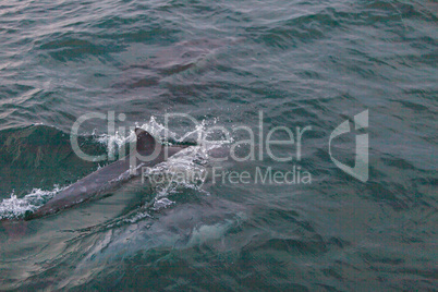 A pod of short beaked common dolphin Delphinus