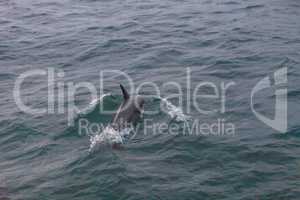 A pod of short beaked common dolphin Delphinus