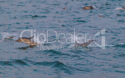 A pod of short beaked common dolphin Delphinus