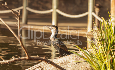 Double-crested Cormorant, Phalacrocorax auritus