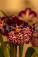 Macro red pattern pansy orchid Miltoniopsis