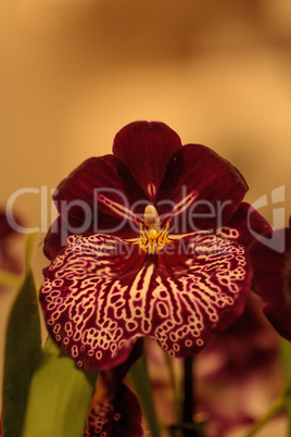 Macro red pattern pansy orchid Miltoniopsis