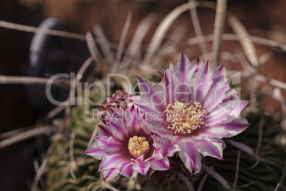 White, pink and yellow cactus flower