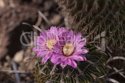 White, pink and yellow cactus flower