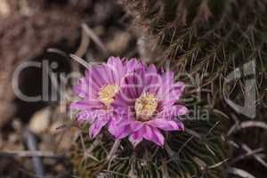 White, pink and yellow cactus flower