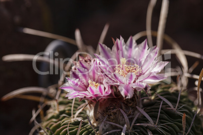 White, pink and yellow cactus flower, Stenocactus crispatus