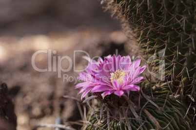 White, pink and yellow cactus flower, Stenocactus crispatus