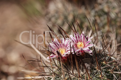 White, pink and yellow cactus flower, Stenocactus crispatus