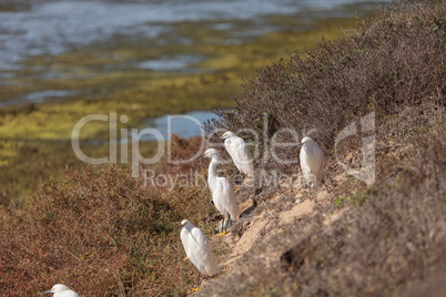 Snowy Egret, Egretta thula, bird