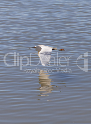 Great egret bird, Ardea alba, flies over water
