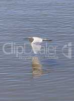 Great egret bird, Ardea alba, flies over water