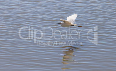 Great egret bird, Ardea alba, flies