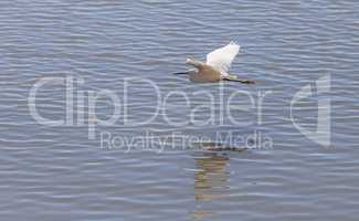 Great egret bird, Ardea alba, flies