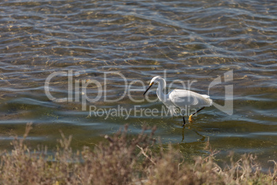 Snowy Egret, Egretta thula, bird