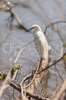 Great egret bird, Ardea alba, stands