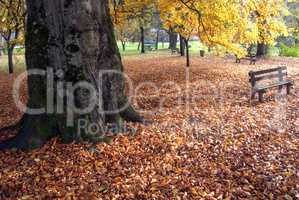 Autumn in park