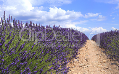 Lavender field