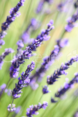 Lavender flowers background